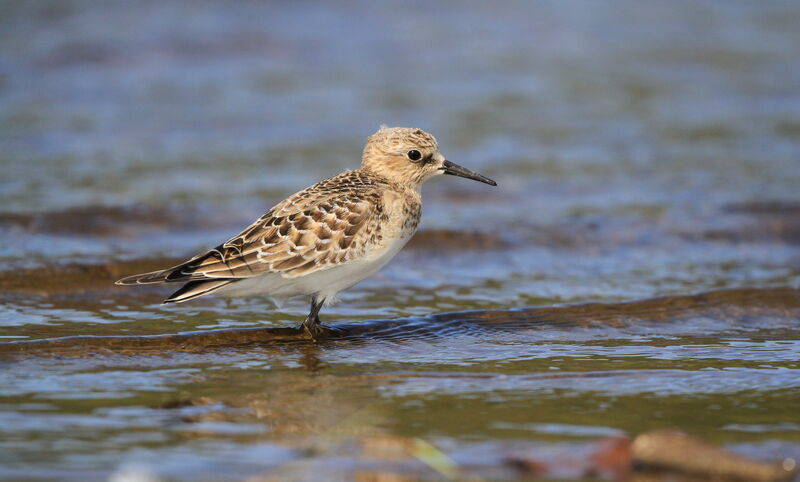 Baird's Sandpiper