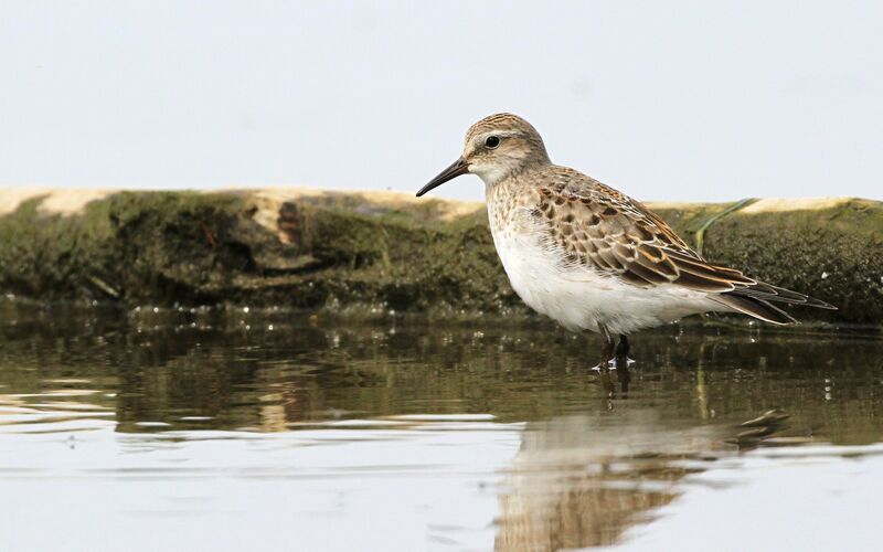 White-rumped Sandpiper