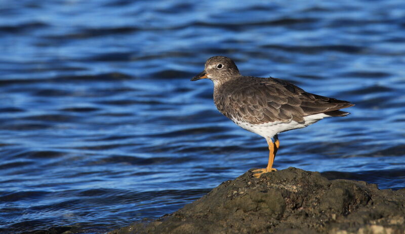 Surfbird