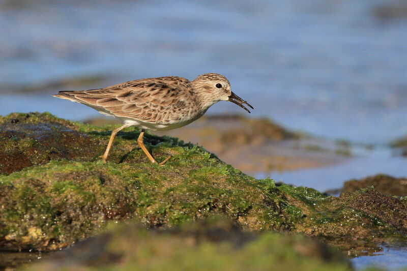 Least Sandpiper