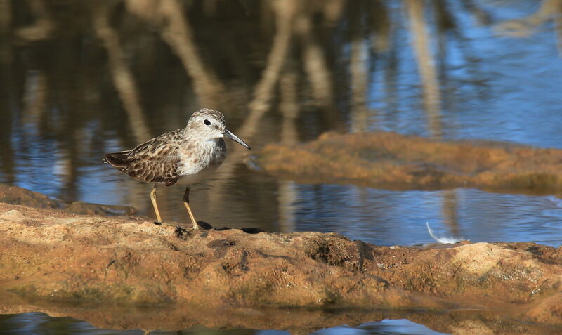 Least Sandpiper