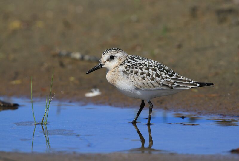 Bécasseau sanderling