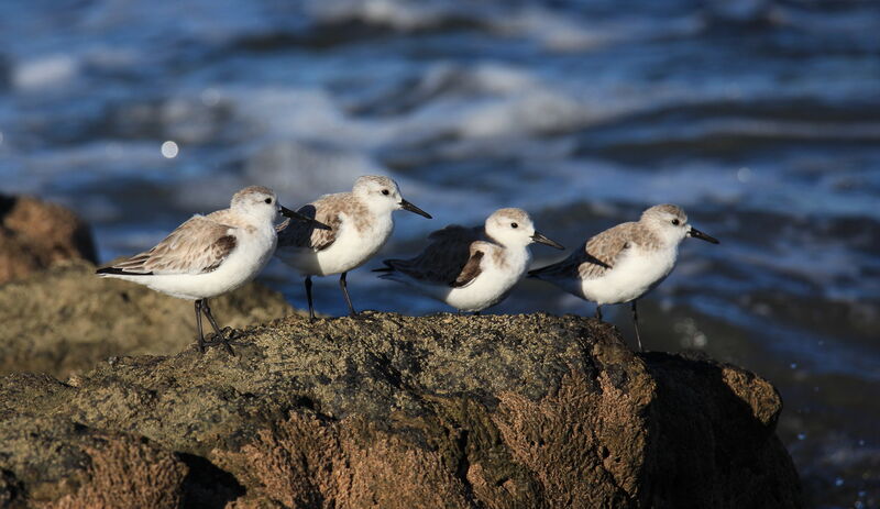 Bécasseau sanderling