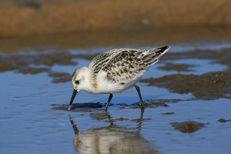 Bécasseau sanderling