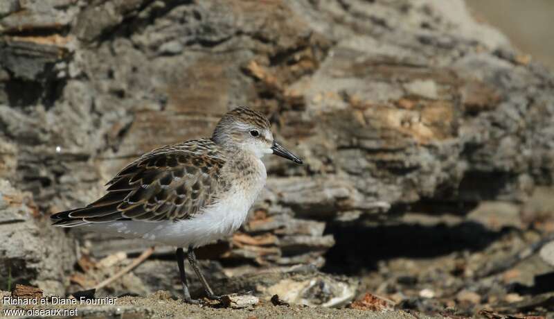 Semipalmated Sandpiperadult breeding, identification