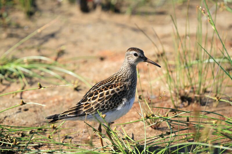 Pectoral Sandpiper