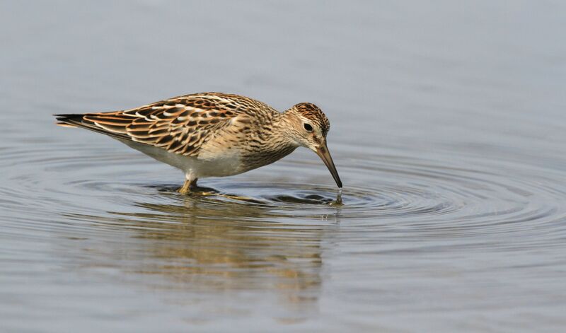 Pectoral Sandpiper