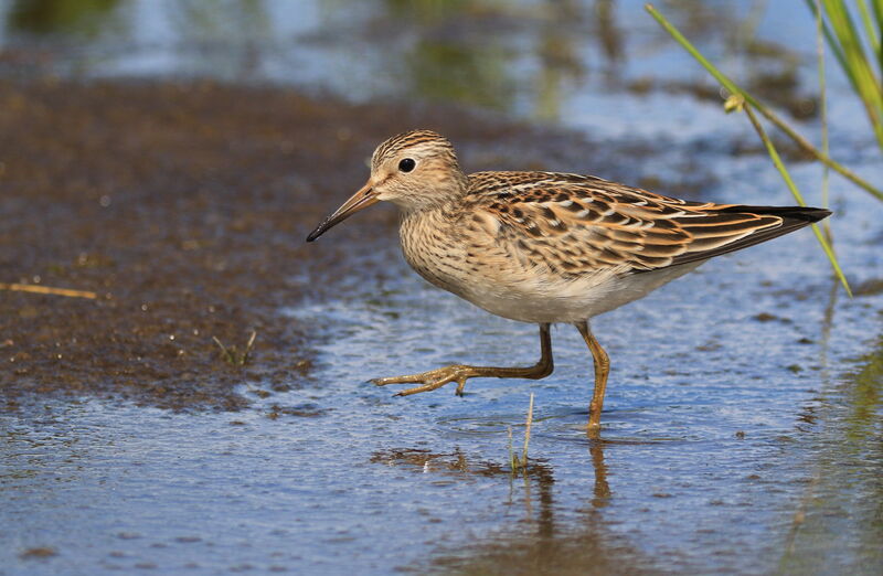 Pectoral Sandpiper