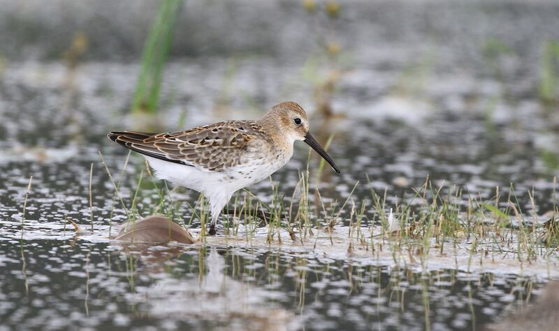 Dunlin