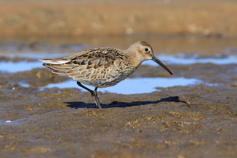 Bécasseau variable