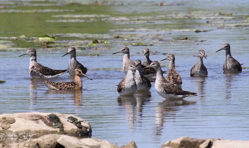 Short-billed Dowitcher