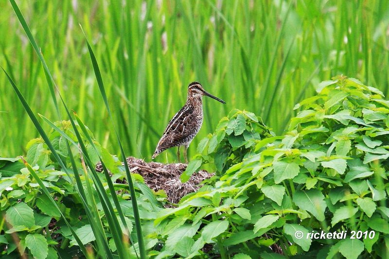 Wilson's Snipeadult, habitat, Reproduction-nesting, Behaviour