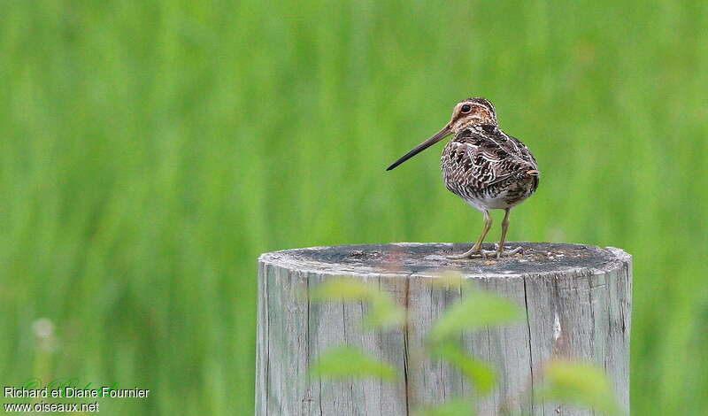 Wilson's Snipeadult, pigmentation, Reproduction-nesting, Behaviour