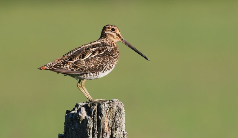 Wilson's Snipe