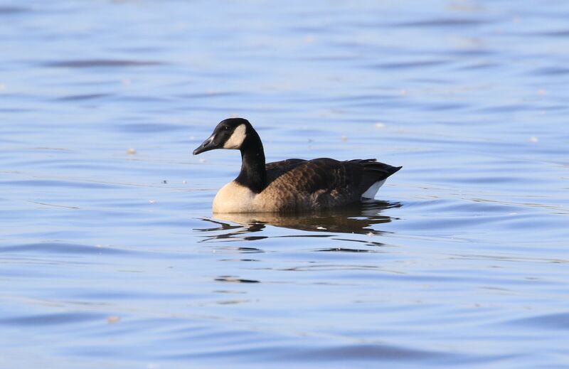 Cackling Goose