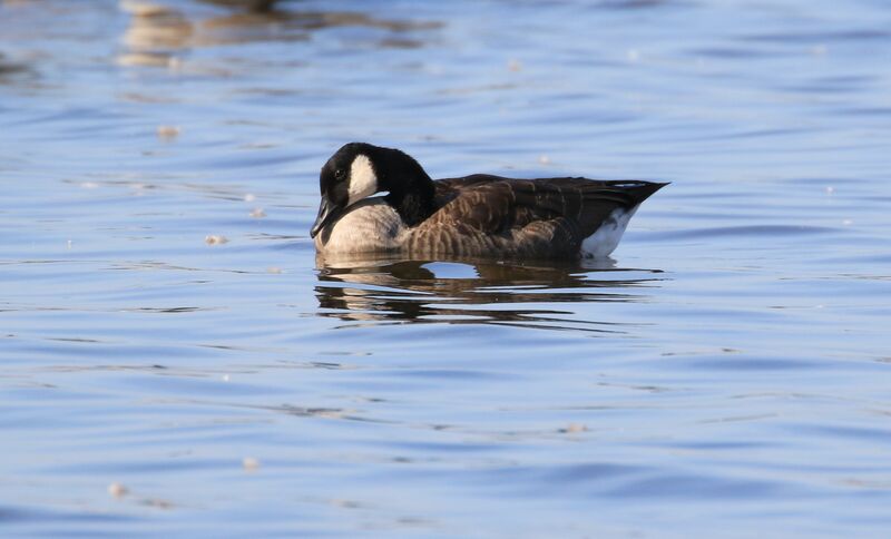 Cackling Goose