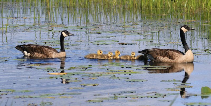 Canada Goose