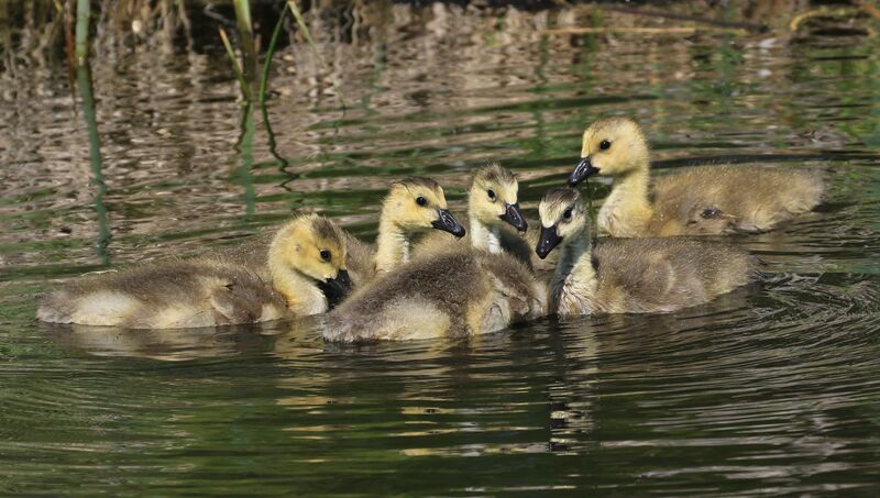 Canada Gooseimmature