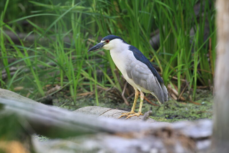 Black-crowned Night Heron