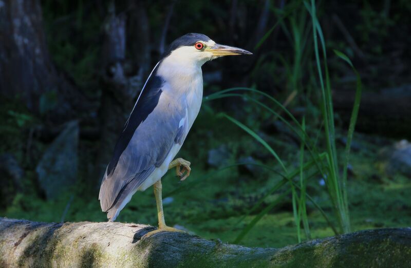 Black-crowned Night Heron