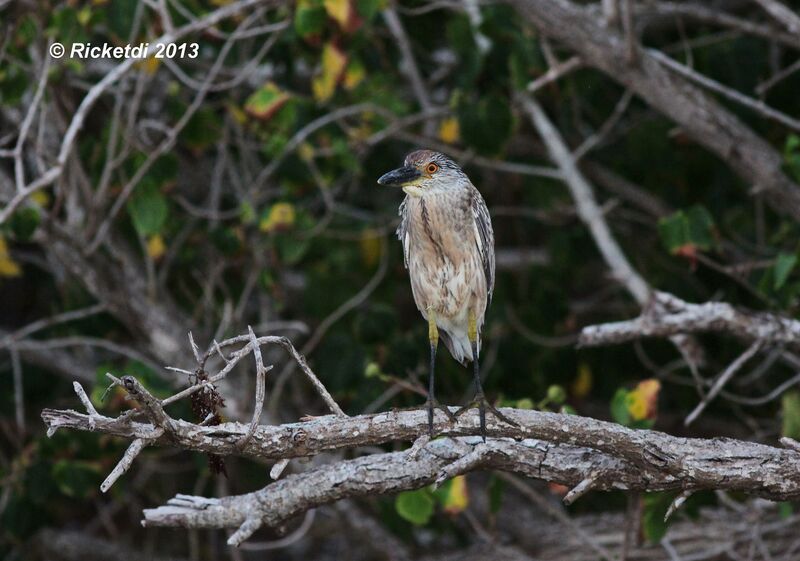 Yellow-crowned Night Heronjuvenile