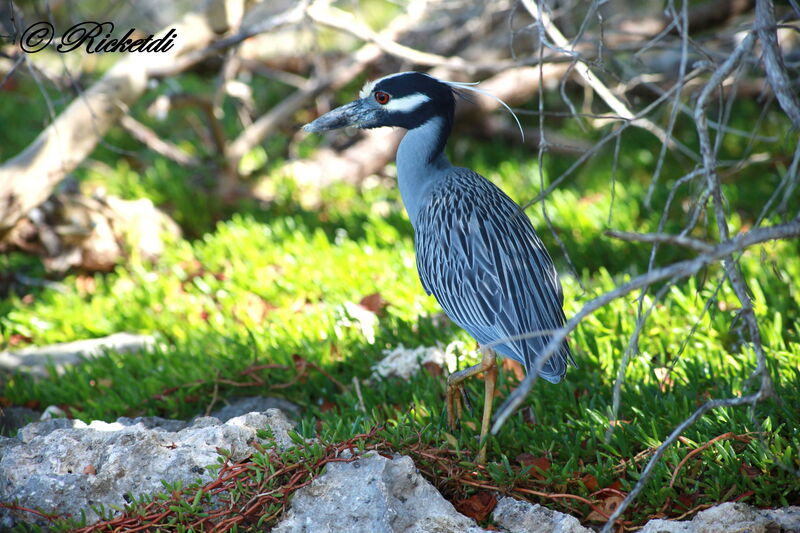 Yellow-crowned Night Heron