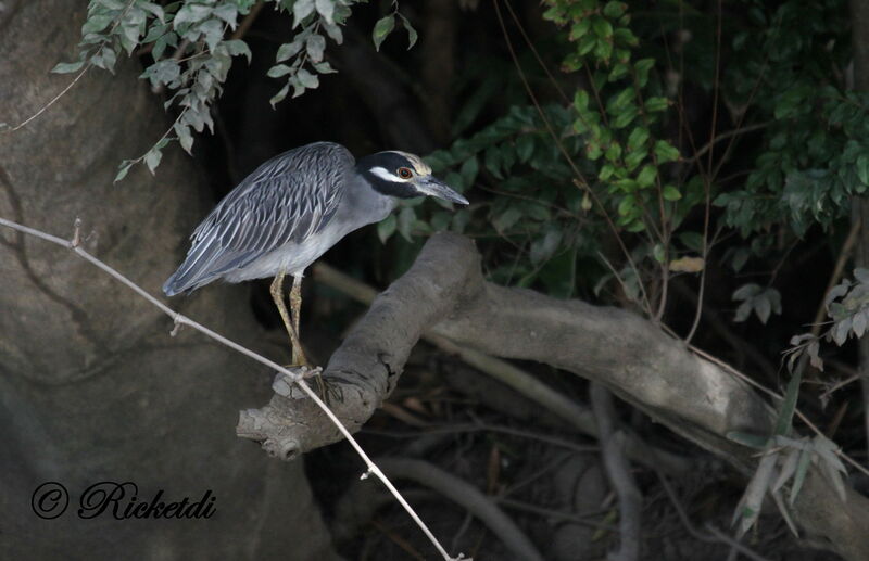 Yellow-crowned Night Heron