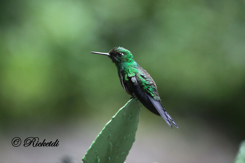 Green-crowned Brilliant