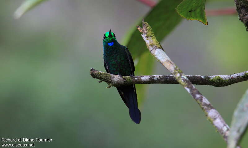 Green-crowned Brilliant male adult, pigmentation, Behaviour