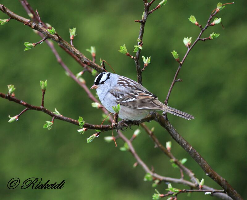 White-crowned Sparrow