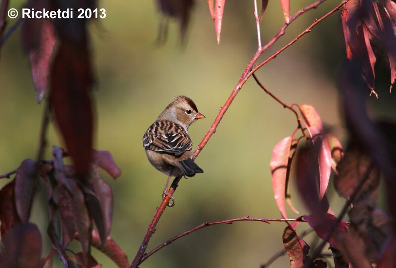 White-crowned Sparrow