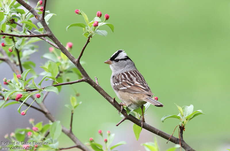 White-crowned Sparrowadult, identification, pigmentation, Behaviour