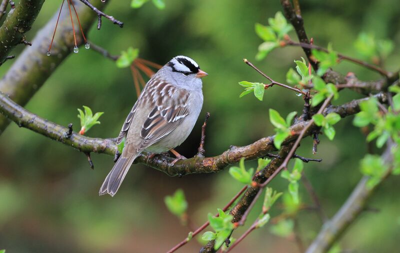 Bruant à couronne blanche