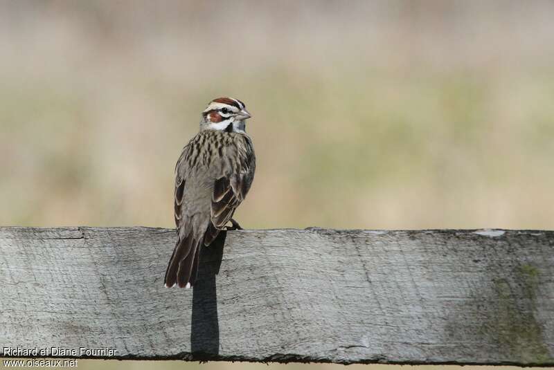 Lark Sparrowadult, pigmentation