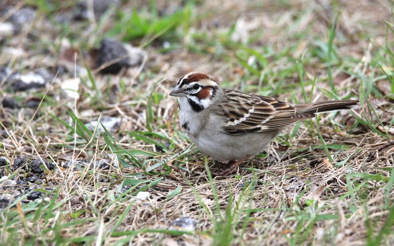 Lark Sparrow