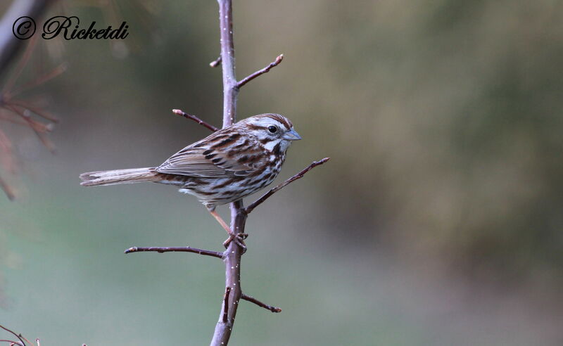 Song Sparrow