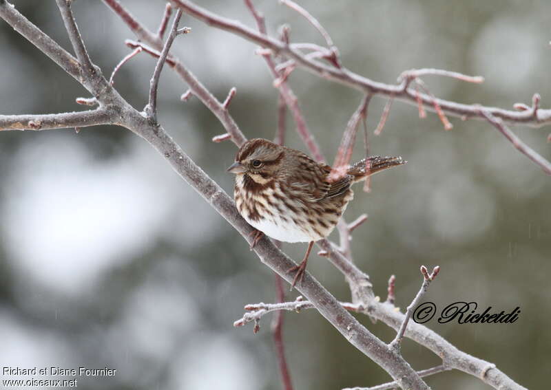 Song Sparrowadult, pigmentation