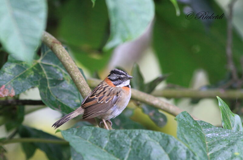 Rufous-collared Sparrow