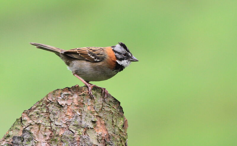 Rufous-collared Sparrow