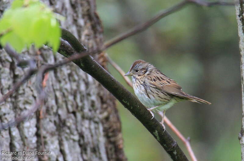 Lincoln's Sparrowadult, identification