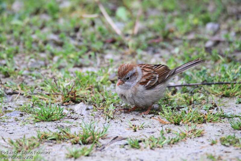 Field Sparrowadult, fishing/hunting