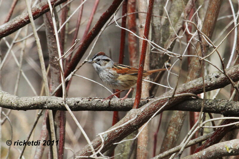 Swamp Sparrow