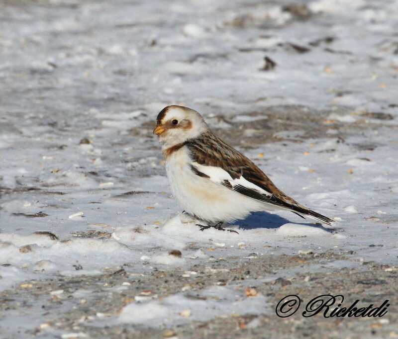 Snow Bunting