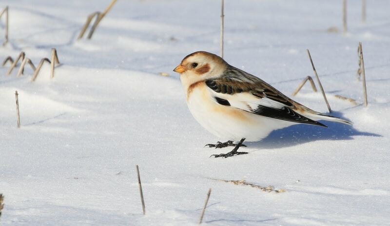 Snow Bunting