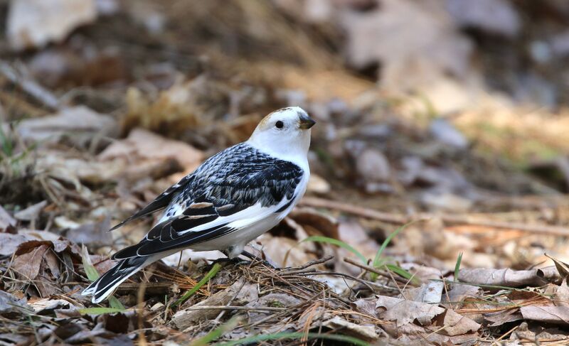 Snow Bunting