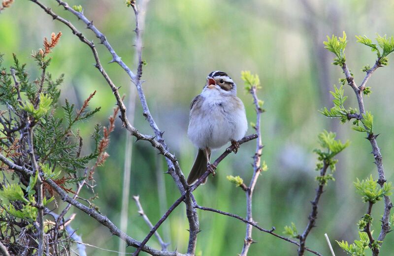 Clay-colored Sparrow