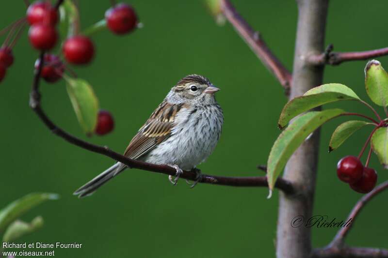 Chipping Sparrowjuvenile, close-up portrait