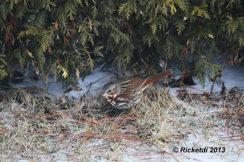 Bruant fauveadulte, habitat, pigmentation, pêche/chasse