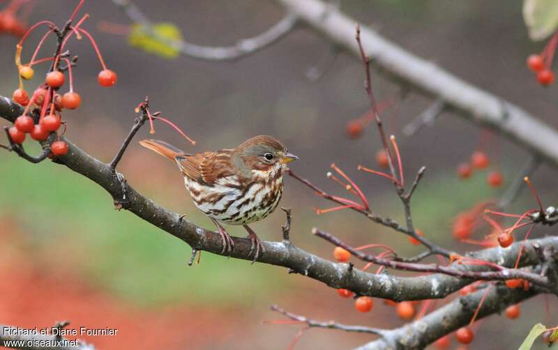 Red Fox Sparrow, pigmentation