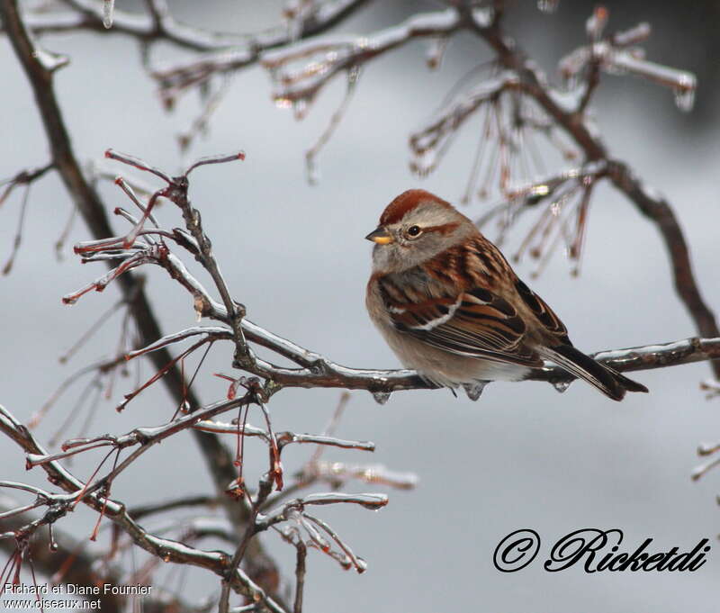 American Tree Sparrowadult, pigmentation